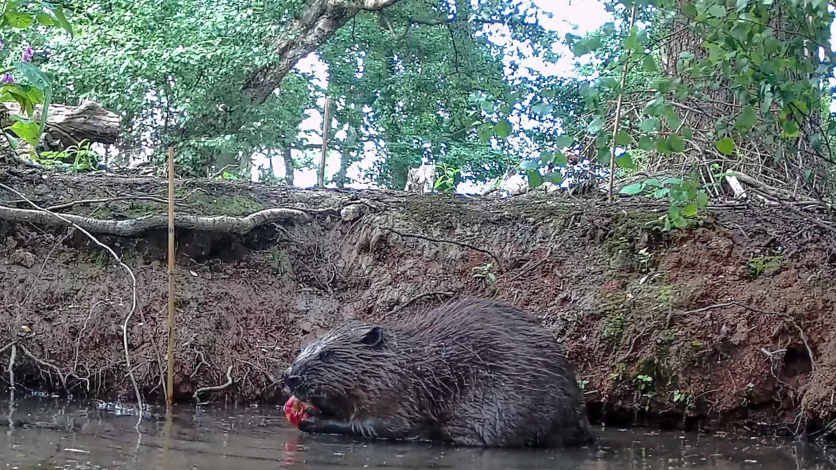 Trentham Beaver